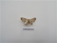 藏品(尺蛾162)的圖片